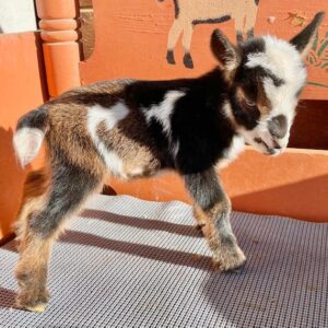 Peris - Nigerian Dwarf Goats for sale