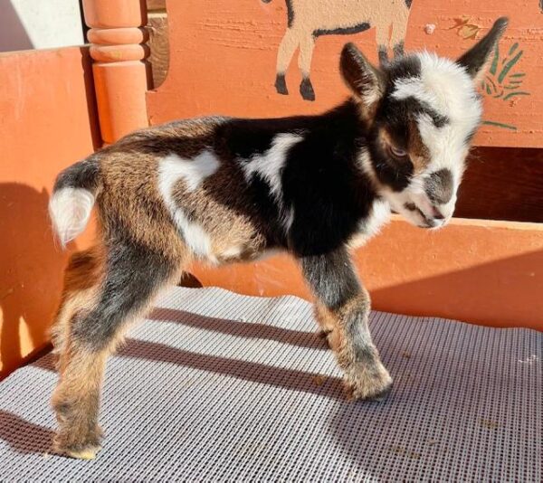 Peris - Nigerian Dwarf Goats for sale