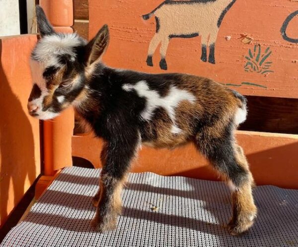 Peris - Nigerian Dwarf Goats for sale