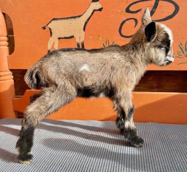 Pot - Nubian Goats for sale.