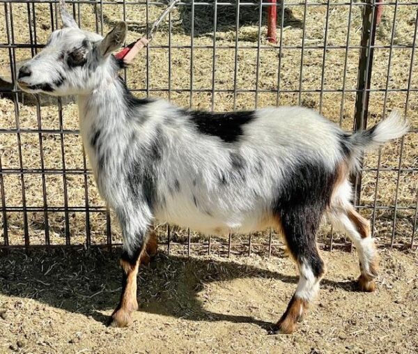 Rena - Goats for sale.