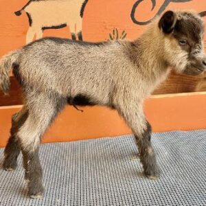 Rose - Nigerian Dwarf goats for sale.