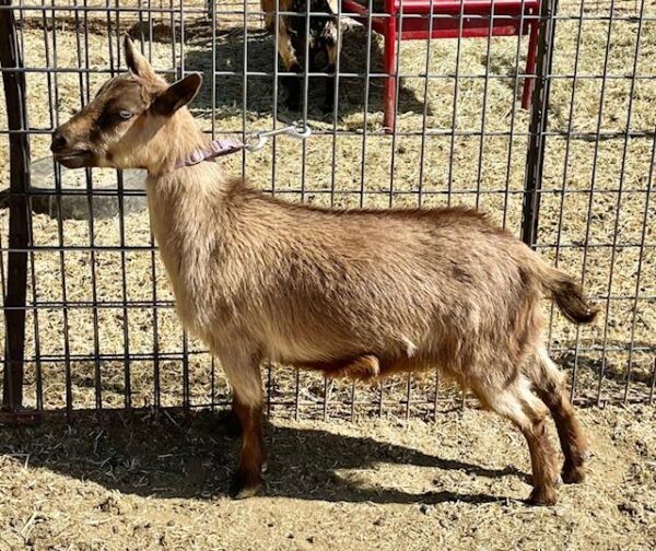 Rose - Nigerian Dwarf goats for sale.