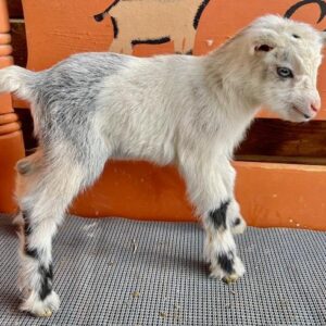 Ruby - Nigerian Dwarf Goats for sale