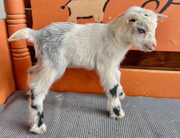 Ruby - Nigerian Dwarf Goats for sale