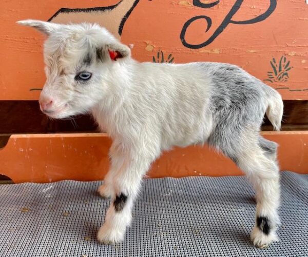 Ruby - Nigerian Dwarf Goats for sale