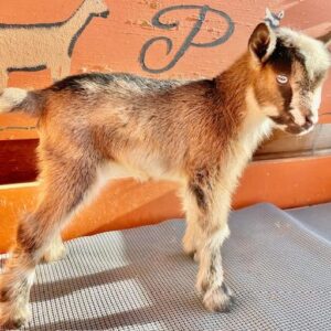 Shortcakedoe - Nigererian dwarf Goats for sale.