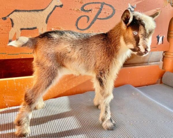 Shortcakedoe - Nigererian dwarf Goats for sale.