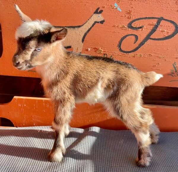 Shortcakedoe - Nigererian dwarf Goats for sale.