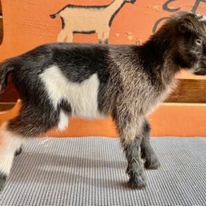 Sona - Nigerian Dwarf Goats for sale.