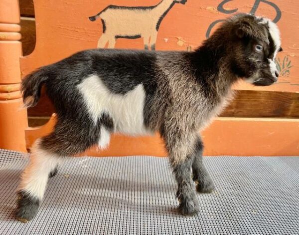 Sona - Nigerian Dwarf Goats for sale.