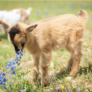 Steph - Goats for sale.