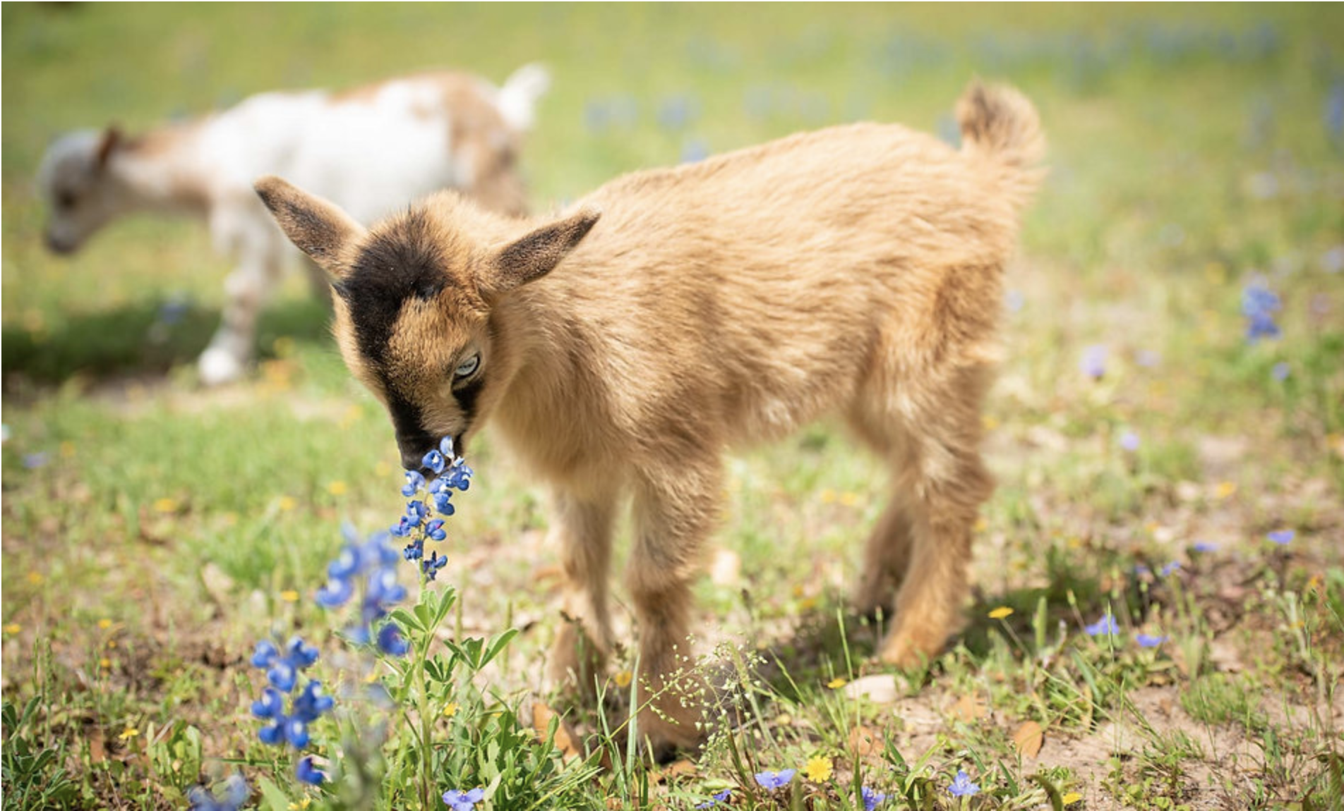 Steph - Goats for sale.