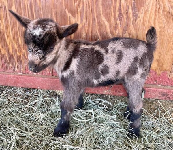 Sunnysidedoe - Nigerian dwarf Goats for Sale