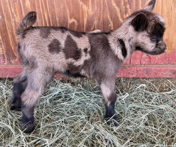 Sunnysidedoe - Nigerian dwarf Goats for Sale