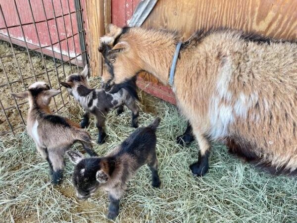 Sunnysidedoe - Nigerian dwarf Goats for Sale.