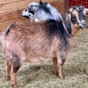 Tammy - Nigerian Dwarf goats for sale.