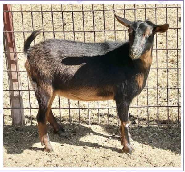 Tattoo ID NOTREG - Nigerian Dwarf Goats for sale!