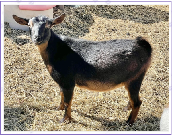 Tattoo ID NOTREG - Nigerian Dwarf Goats for sale!