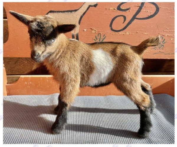 Tattoo ID S172 - Nigerian Dwarf Goats for sale.