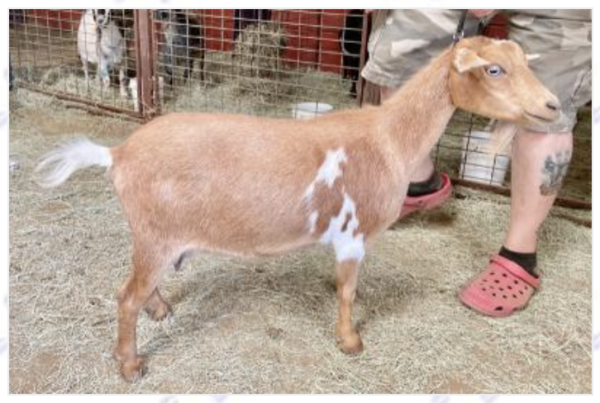 Tattoo ID S172 - Nigerian Dwarf Goats for sale.