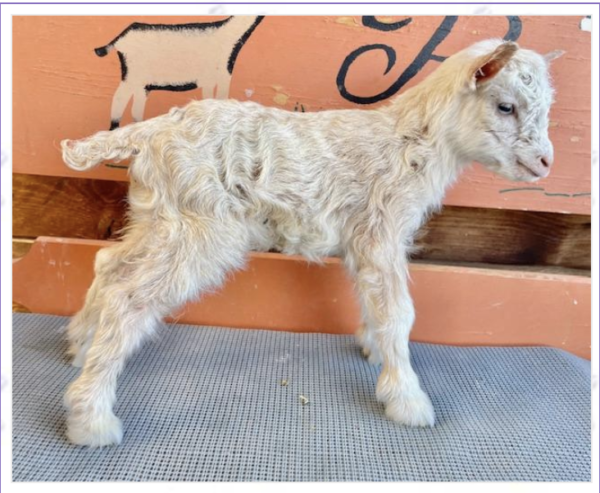 Tattoo ID S174 - Nigerian Dwarf Goats for sale.