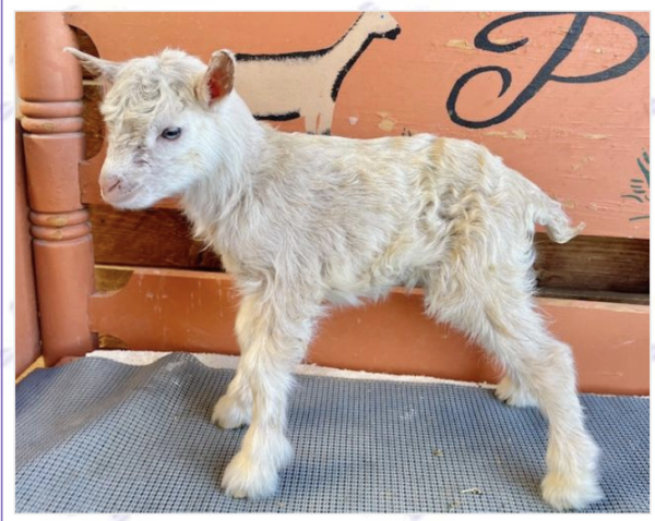 Tattoo ID S174 - Nigerian Dwarf Goats for sale.