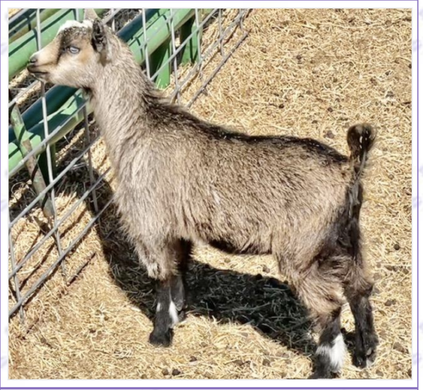 Tattoo ID S24 - Nigerian Dwarf Goats for sale