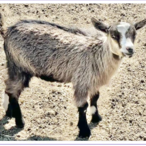 Tattoo ID S24 - Nigerian Dwarf Goats for sale