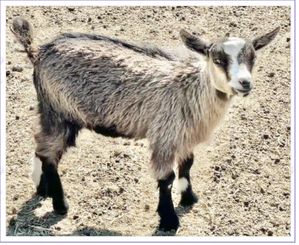 Tattoo ID S24 - Nigerian Dwarf Goats for sale