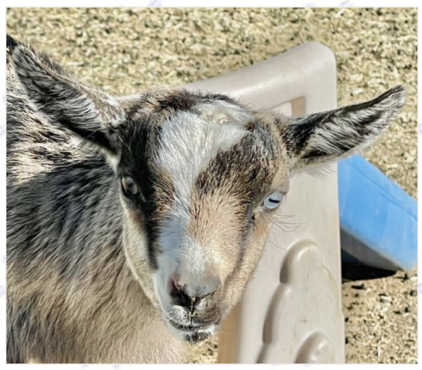 Tattoo ID S24 - Nigerian Dwarf Goats for sale