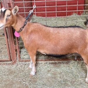 Tootsie - Nigerian Dwarf goats for sale.