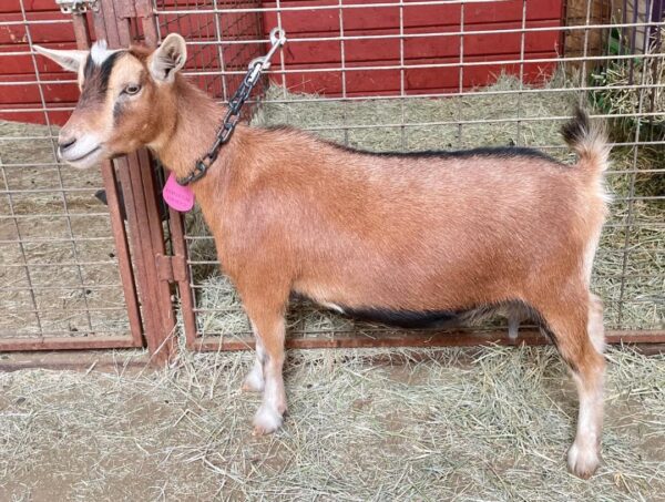 Tootsie - Nigerian Dwarf goats for sale.