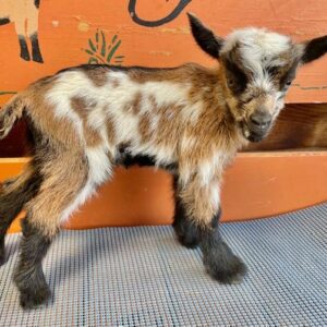 Velve - Nigerian Dwarf Goats for sale.