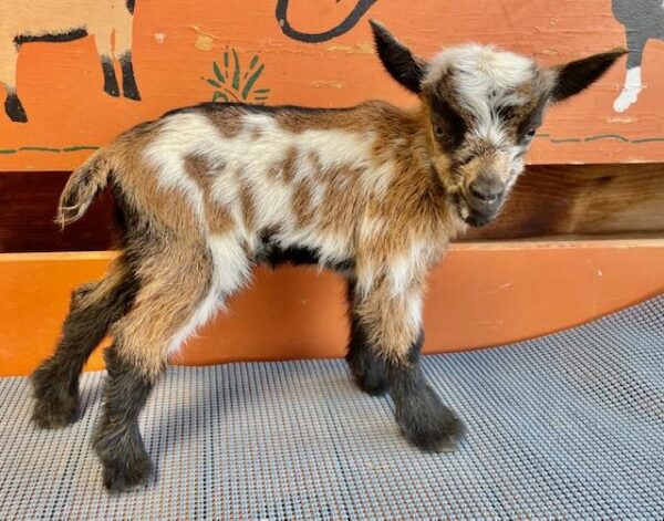 Velve - Nigerian Dwarf Goats for sale.