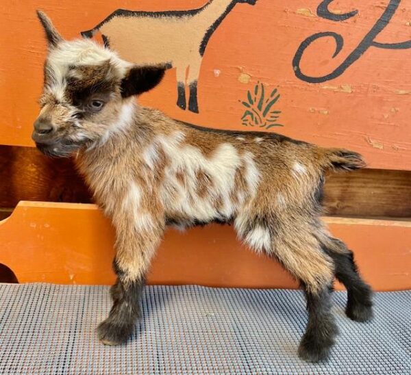 Velve - Nigerian Dwarf Goats for sale!