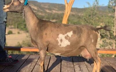 Nigerian Dwarf Goats: The Petite Powerhouses of Bluesky Organic Farms