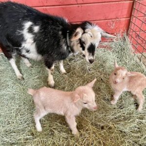 alpskids - Nigerian Dwarf Goats for sale.