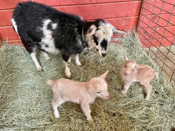 alpskids - Nigerian Dwarf Goats for sale.