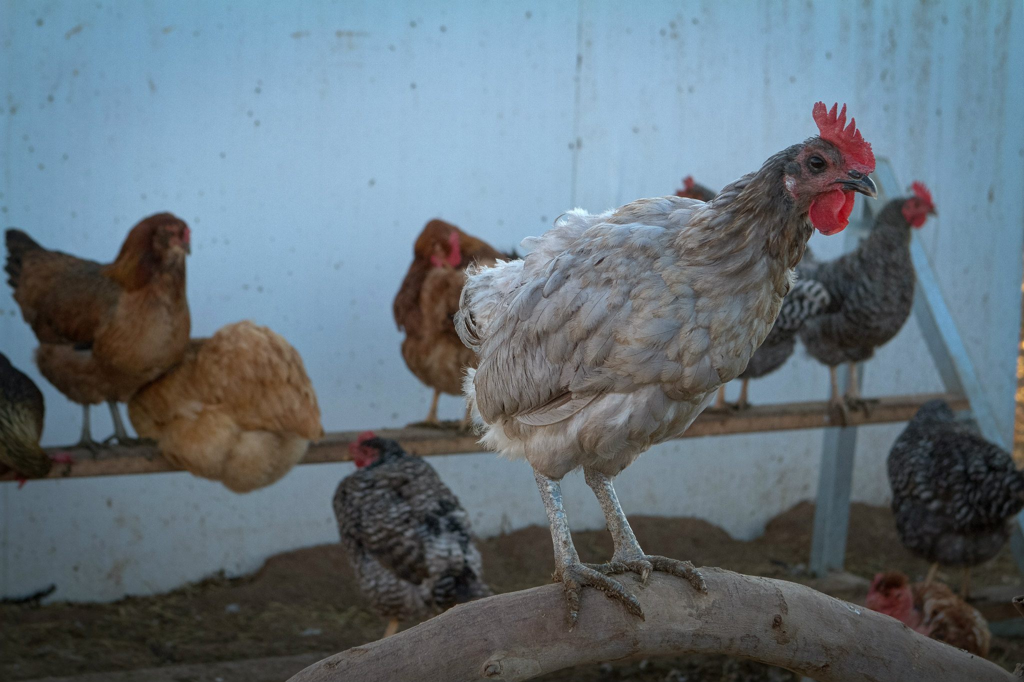 chicken - Blue Sky Organic Farms!