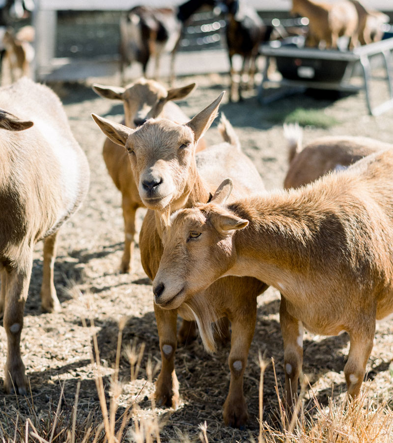 How to Order -  Goats for Sale .