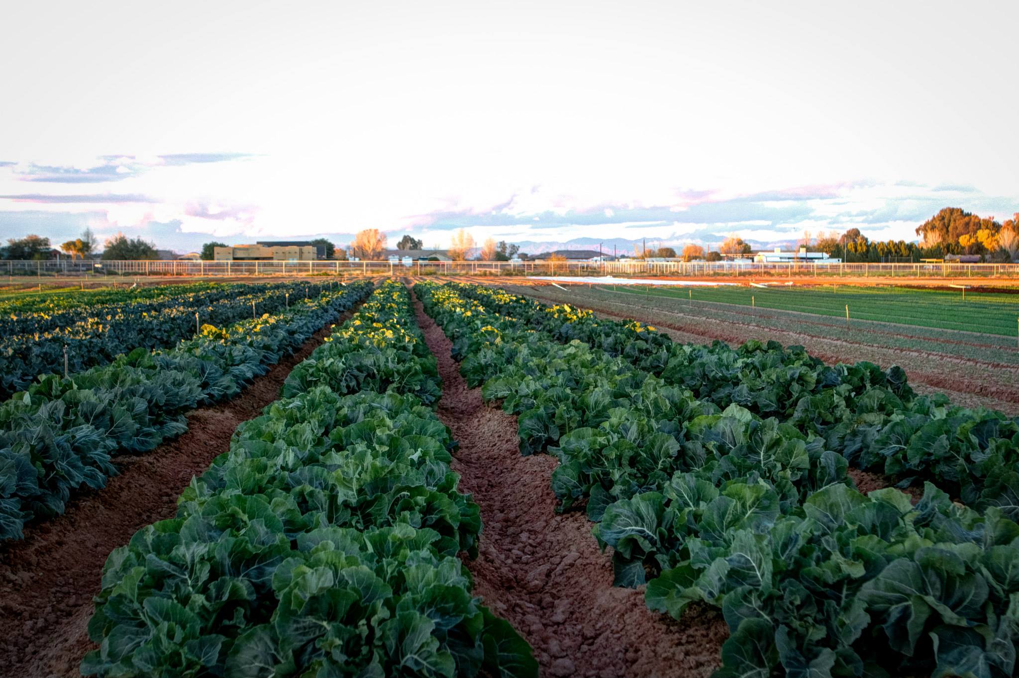 davidplanting -Blue Sky Organic Farms!