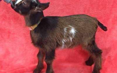 🐐 Pygmy Goats for Sale – Discover the Perfect Companion at Blue Sky Organic Farms! 🌿✨