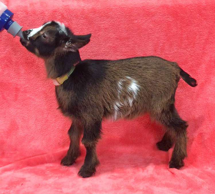 Pygmy Goats