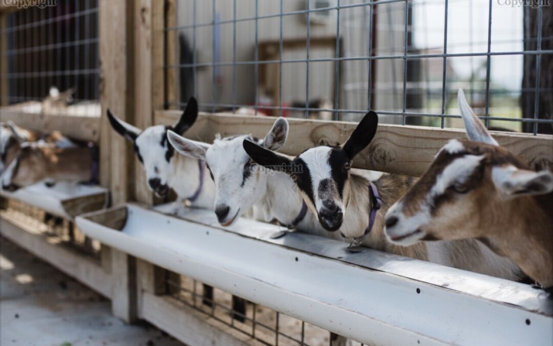 The Ultimate Guide to Buying Goats Online from BlueSky Organic Farms