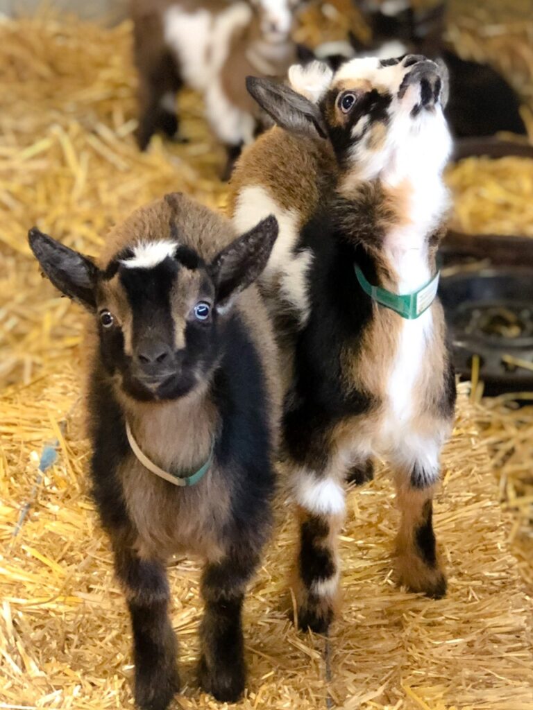 goats for sale delivery - Blue Sky Organic Farms.