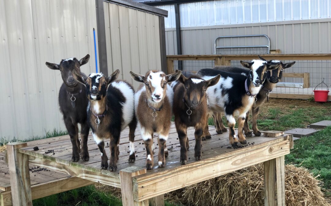 Goats for Sale Near You - Goats for sale.