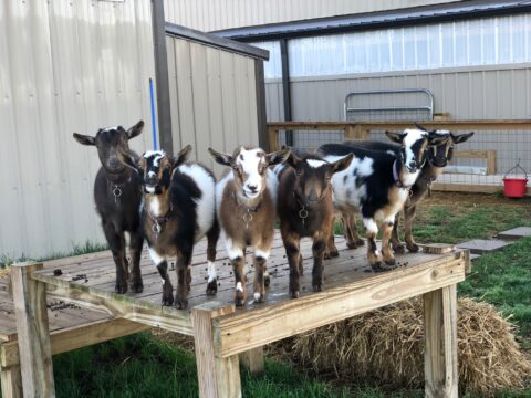 bluesky organic farms - Goats for sale.