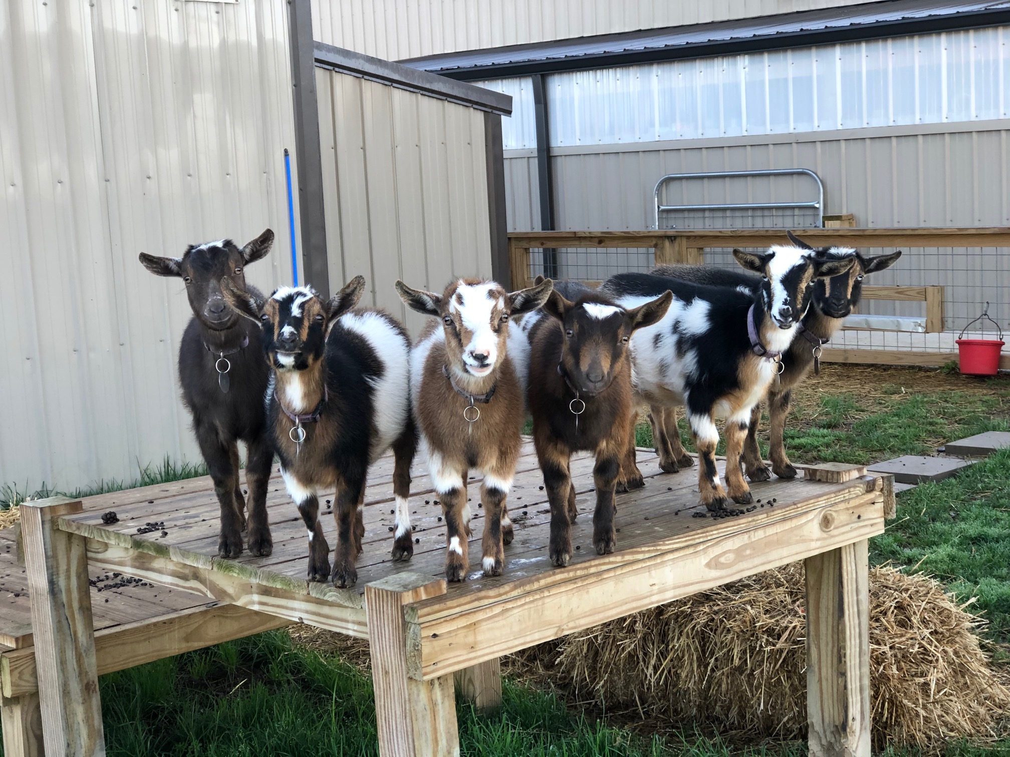 goats for sale online - Blue Sky Organic Farms.