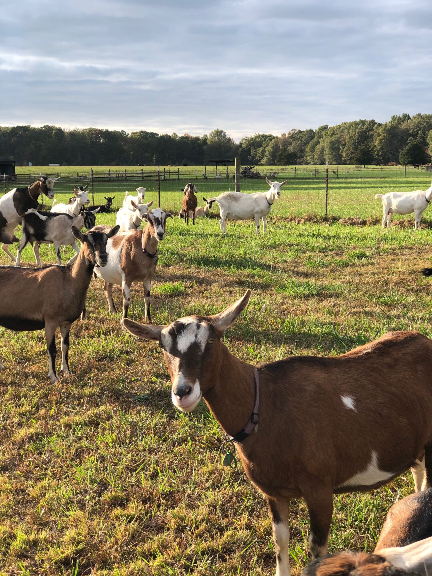 order goats online - Blue Sky Organic Farms.